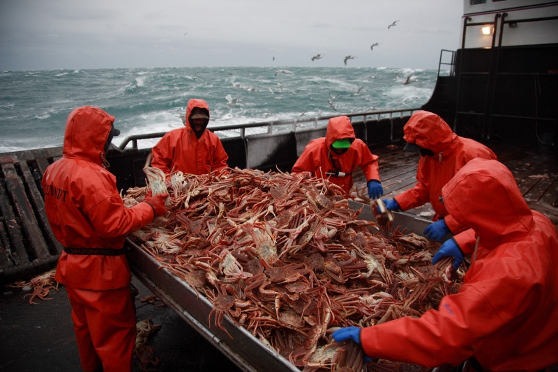 sorting of king crab in open sea